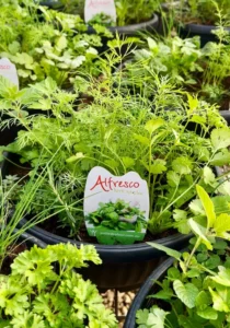 herb bowl garden