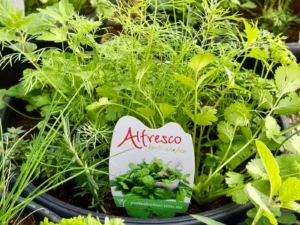 herb bowl garden