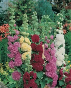 Hollyhock Summer Carnival flowers