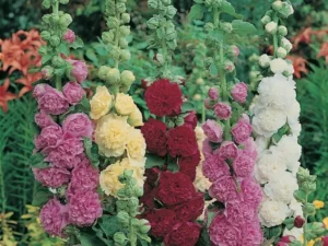 Hollyhock Summer Carnival flowers