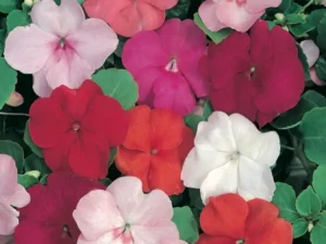Impatiens Highlights flowers