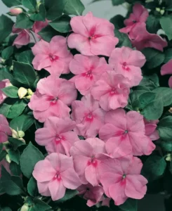 Impatiens Pink flowers