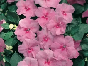 Impatiens Pink flowers