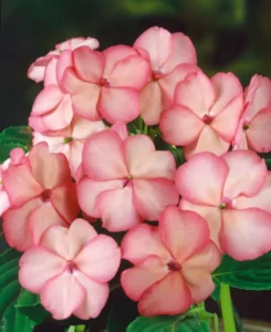 Impatiens Showpiece flowers