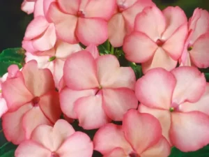 Impatiens Showpiece flowers