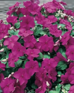 Impatiens Violet flowers