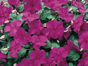 Impatiens Violet flowers