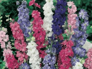 Larkspur Giant Imperial