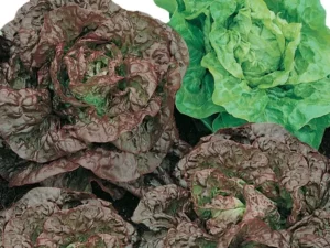Lettuce Mignonette Mix vegetable home garden