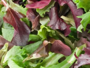 Lettuce Tuscan Blend vegetable home garden seedling
