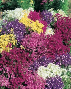 Linaria Soda Fountain flowers