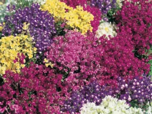 Linaria Soda Fountain flowers