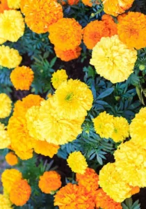 Marigold African Mix garden