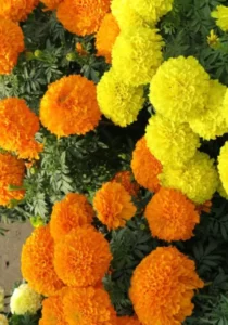 Marigold African Mix red and yellow