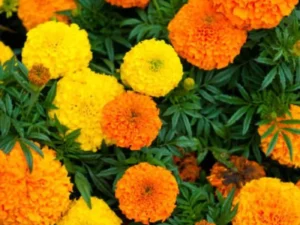 Marigold African Mix flowers