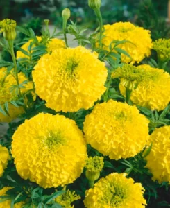 Marigold African Queen flowers