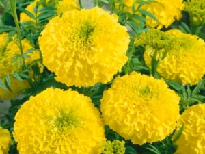 Marigold African Queen flowers