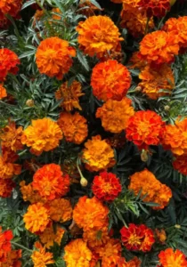 Marigold Fireball flowers
