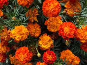 Marigold Fireball flowers