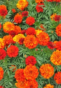 Marigold Fireball garden
