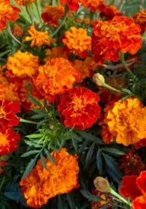 Marigold Fireball flower in garden summer