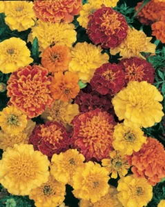 Marigold Janie Mix flowers