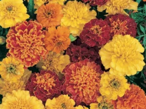 Marigold Janie Mix flowers