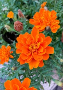 Marigold Orange garden close up flowers