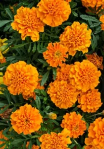 Marigold Orange flowers