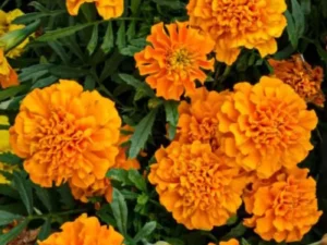 Marigold Orange flowers