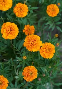 Marigold Orange