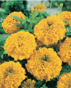 Marigold Prospector flowers