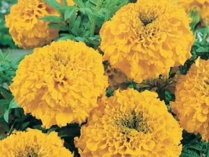 Marigold Prospector flowers