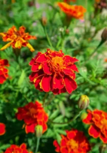 Marigold Red flowers close up one plant