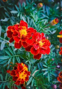 Marigold Red two flowers in garden