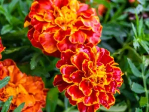 Marigold Red flowers