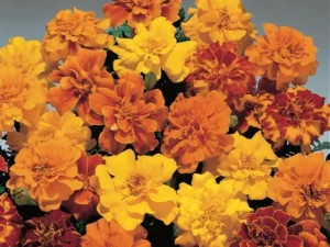 Marigold Simba flowers