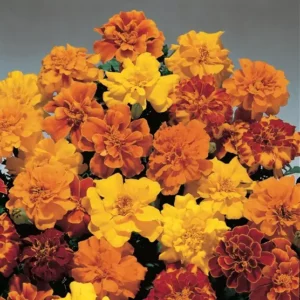 Marigold Simba flowers