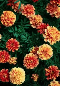 Marigold Strawberry Blonde flowers