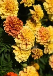 Marigold Strawberry Blonde flowers in greenhouse