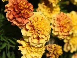 Marigold Strawberry Blonde flowers in greenhouse