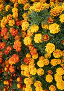Marigold Strawberry Blonde garden