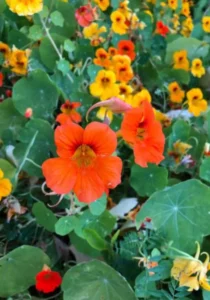 Nasturtium Bombe Alaska orange and yellow