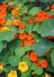 Nasturtium Alaska flowers garden