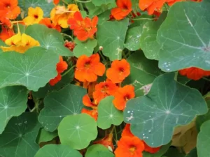 Nasturtium Alaska flowers garden