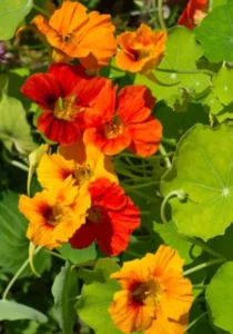 Nasturtium Bombe Alaska close up