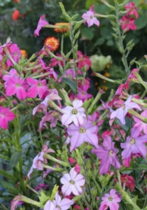 Nicotinia mix garden