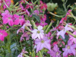 Nicotinia mix garden