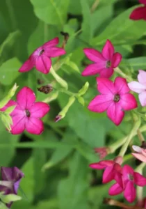 Nicotinia mix pink flowers