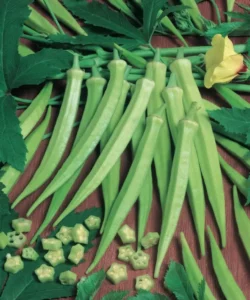 Okra home garden seedling